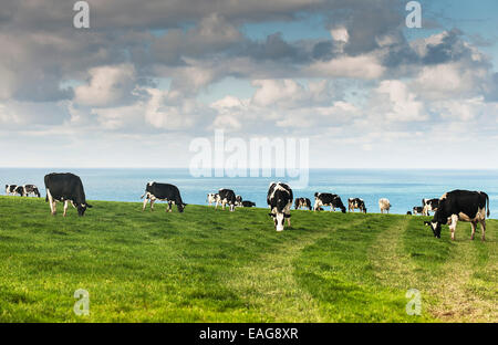 Milchkühe - eine Herde Kühe grasen auf einem Feld in Cornwall.