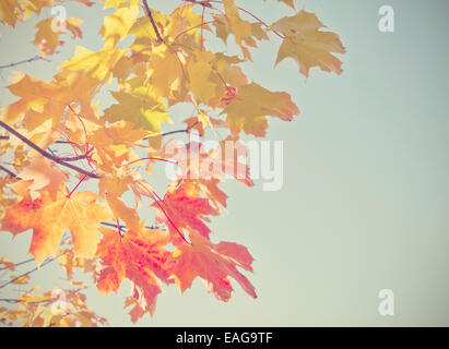 Herbstlaub mit Retro-Filter-Effekt Stockfoto