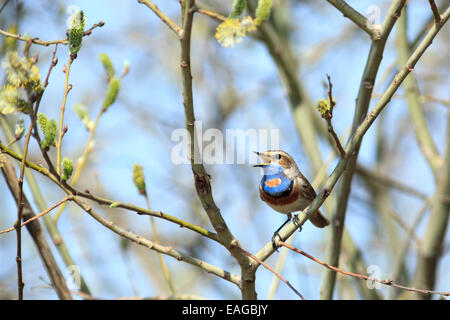 Blaukehlchen (Luscinia Svecica) liegt in der Natur. Stockfoto