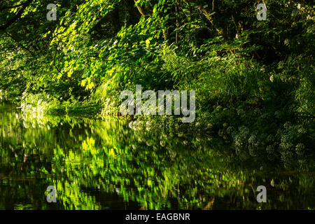 Reflexionen über die Lyhner Stockfoto