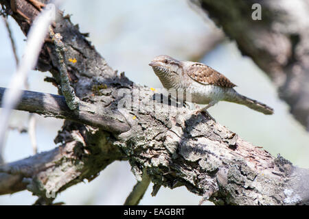 Jynx Torquilla, eurasische Wendehals. Russland, Rjasan (Ryazanskaya Oblast), Bezirk Pronsky, Denisovo. Stockfoto