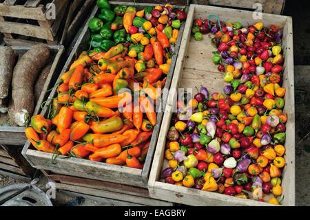 Erhltlich Aji - Escabeche-Limo - Markt in TUMBES. Abteilung von Tumbes. Peru Stockfoto