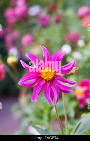 Magenta pink Dahlia in der Blume-Grenze. Stockfoto