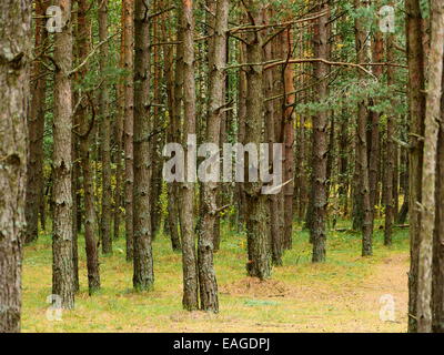Herbstwald im Oktober abends Stockfoto