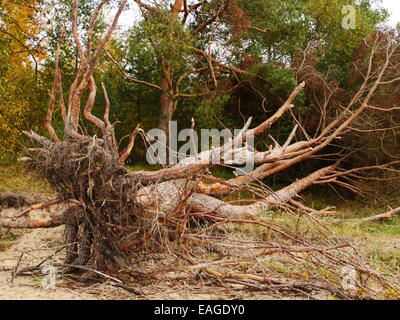 Großen gefallen Baum nach dem Wirbelsturm in Riga Stockfoto