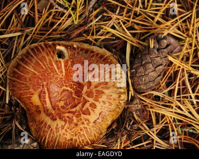 Pilze Iand Tannenzapfen in den Hintergrund n herbstlichen Wald Stockfoto