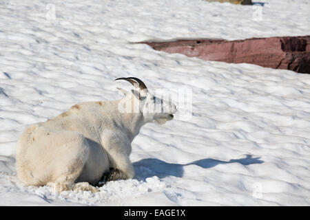 Eine Bergziege liegt auf einem Schneefeld im Glacier National Park, Montana. Stockfoto