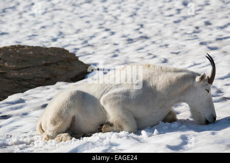 Eine Bergziege liegt auf einem Schneefeld im Glacier National Park, Montana. Stockfoto