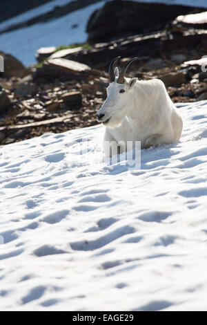 Eine Bergziege liegt auf einem Schneefeld im Glacier National Park, Montana. Stockfoto