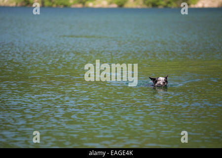 Ein Hund schwimmt in einem Bergsee. Stockfoto