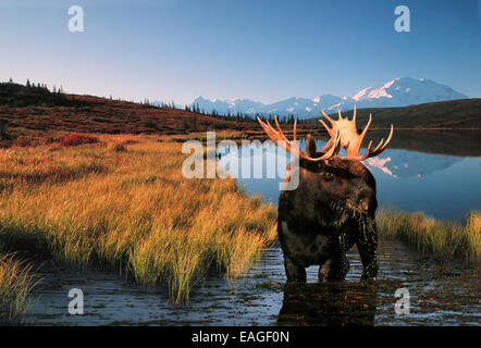 Elche Essen Wonder Lake Mt Mckinley Digital Composite Denali Np Int Ak Stockfoto