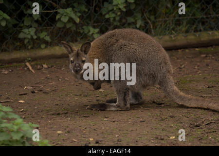 Wallaby springen über Gehäuse Stockfoto