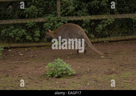 Wallaby springen über Gehäuse Stockfoto