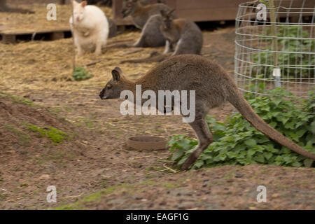 Wallaby springen über Gehäuse Stockfoto