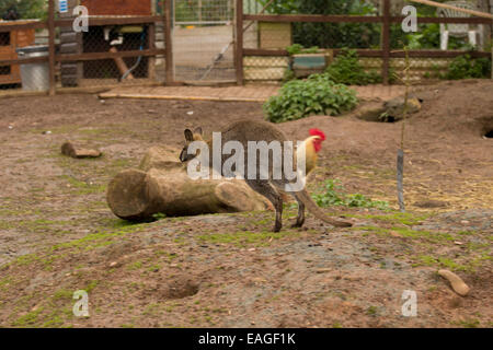 Wallaby springen über Gehäuse Stockfoto