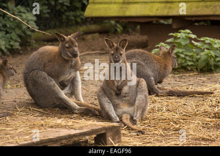 Gruppe der Wallabies sitzen Stockfoto