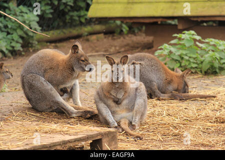 Gruppe der Wallabies sitzen Stockfoto