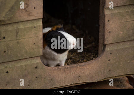 Meerschweinchen im Stall Stockfoto