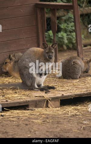 Gruppe der Wallabies sitzen Stockfoto