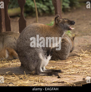 Gruppe der Wallabies sitzen Stockfoto