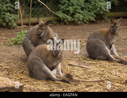 Gruppe der Wallabies sitzen Stockfoto