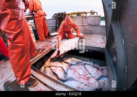 Platzieren, ausgenommen Heilbutt In der Fishhold, bei der kommerziellen Langleinenfischerei, Südwest-Alaska, False Pass Sommer vereist sein. Stockfoto