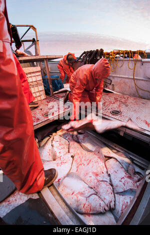 Platzieren, ausgenommen Heilbutt In der Fishhold, bei der kommerziellen Langleinenfischerei, Südwest-Alaska, False Pass Sommer vereist sein. Stockfoto