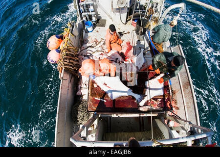 Ausnehmen Heilbutt beim kommerziellen Longline Fischen in der Nähe von Cold Bay, Südwest-Alaska, Sommer. Stockfoto