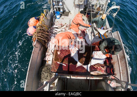 Ausnehmen Heilbutt beim kommerziellen Longline Fischen in der Nähe von Cold Bay, Südwest-Alaska, Sommer. Stockfoto