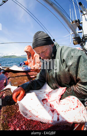 Ausnehmen Heilbutt beim kommerziellen Longline Fischen in der Nähe von Cold Bay, Südwest-Alaska, Sommer. Stockfoto