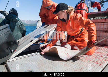 Platzieren, ausgenommen Heilbutt In der Fishhold, in den Sommermonaten kommerziellen Langleinen Fischerei, Südwest-Alaska Eistee. Stockfoto