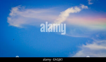 Regenbogen Wolke mit Hawk. Stockfoto