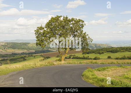 Walnut Tree (Juglans Regia), typische Landschaft der Auvergne, Frankreich, Auvergne Stockfoto