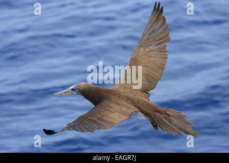 Braun Sprengfallen (Sula Leucogaster) fliegen in der Nähe der Papagayo-Halbinsel an der Pazifikküste von Costa Rica. Stockfoto