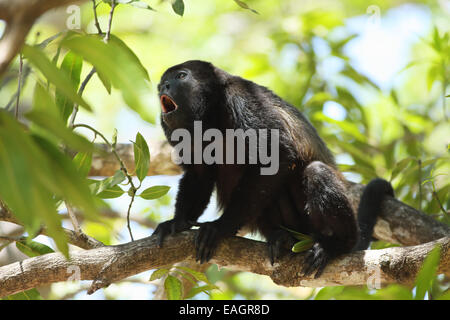 Männliche Jaguaren Brüllaffen (Alouatta Palliata) aufrufen. Tropischen Trockenwald. Nationalpark Palo Verde, Guanacaste, Costa Rica. Stockfoto