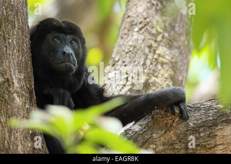 Männliche Jaguaren Brüllaffen (Alouatta Palliata). Tropischen Trockenwald. Nationalpark Palo Verde, Guanacaste, Costa Rica. Stockfoto