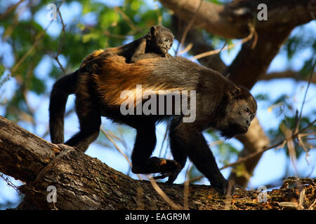 Jaguaren Brüllaffen (Alouatta Palliata) - Mutter und baby. Tropischen Trockenwald. Palo Verde Nationalpark, Costa Rica. Stockfoto