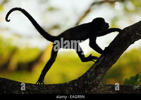 Jaguaren Brüllaffen (Alouatta Palliata) ausgeführt. Tropischen Trockenwald. Nationalpark Palo Verde, Guanacaste, Costa Rica. Stockfoto