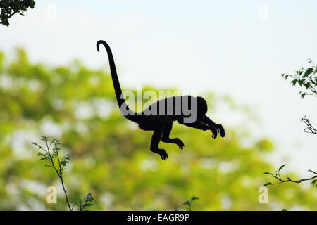 Jaguaren Brüllaffen (Alouatta Palliata) springen zwischen den Bäumen. Tropischen Trockenwald. Palo Verde Nationalpark, Costa Rica. Stockfoto