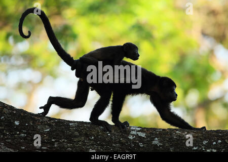 Jaguaren Brüllaffen (Alouatta Palliata) - Mutter und baby. Tropischen Trockenwald. Palo Verde Nationalpark, Costa Rica. Stockfoto