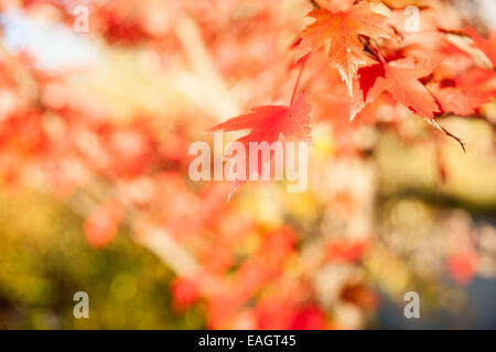 Ahornblätter im differenzielle Fokus im Herbst. Stockfoto