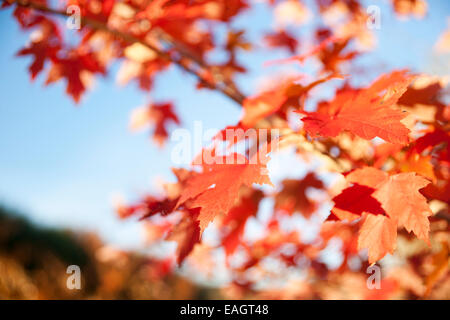 Ahornblätter im differenzielle Fokus im Herbst. Stockfoto