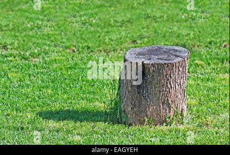 graue Olivenbaum stumpf in einem grünen Rasen Stockfoto