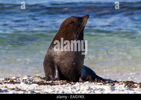 Eine Dichtung an einem Strand in Kaikoura (Neuseeland). Stockfoto