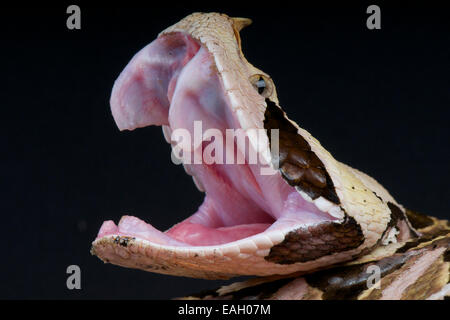 Gabun Viper / Bitis Gabonica Rhinoceros Stockfoto