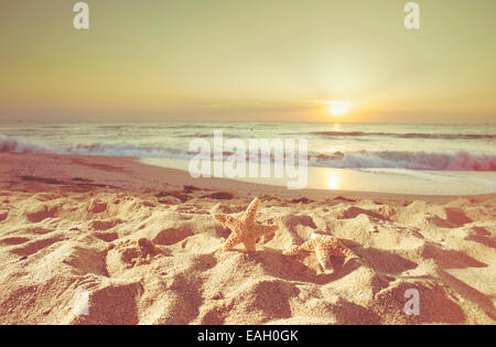 Seesterne und Muscheln am Strand bei Sonnenaufgang Stockfoto