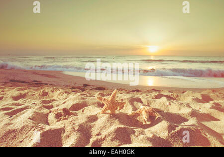Starfish and shells on the beach at sunrise Stockfoto