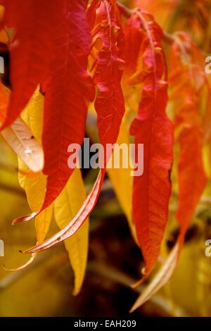 Noch in der Hand auf - Hanging Herbst Blätter in rot, gelb und Orange Stockfoto