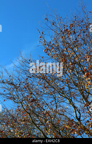 Aberystwyth, Wales, UK. 15. November 2014. Blauer Himmel, die letzten Herbst Buche verlässt und noch Bedingungen kombinieren, um eine perfekte Herbstmorgen im Westen von Wales nach einer stürmischen Nacht - 15. November 2014 - Credit: John Gilbey/Alamy Live News Stockfoto