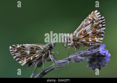 Zwei ergraute Skipper Schmetterlinge im Ruhezustand auf Vergissmeinnicht Blüte UK Stockfoto